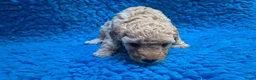 Cockapoo honden te koop: Kleine maat cockapoo pups - Advertentie 29