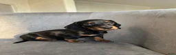 Teckel (korthaar)  honden te koop: Dwergteckel korthaar pupjes  in Amsterdam - Advertentie 2