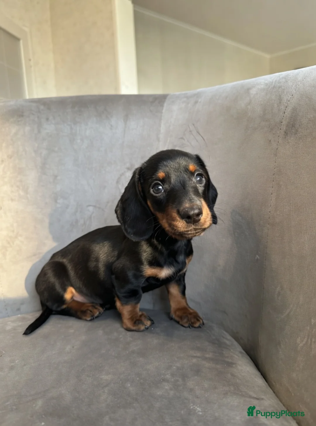 Teckel (korthaar)  honden te koop: Dwergteckel korthaar pupjes  in Amsterdam - Advertentie 2