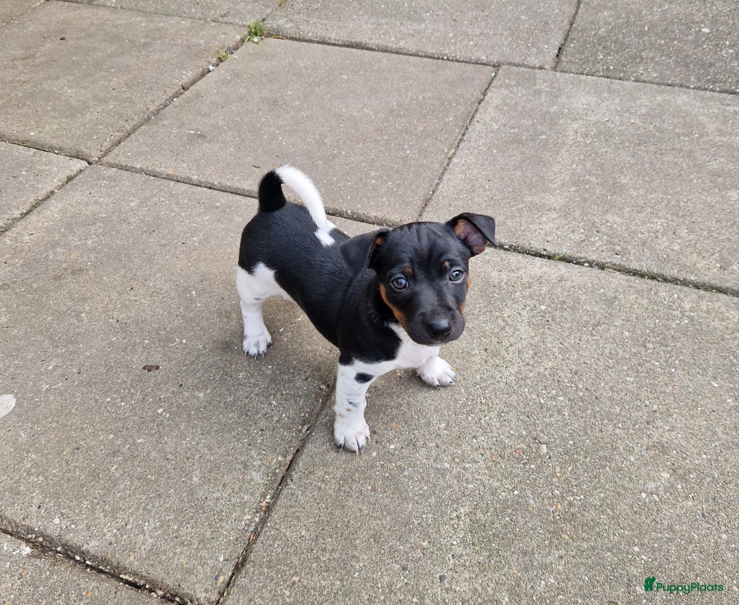 Jack Russel Terriër honden te koop: Lieve jack russel pups - Afbeelding 4