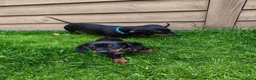 Teckel (korthaar)  honden te koop: Ras zuivere dwerg teckel pups  - Advertentie 7
