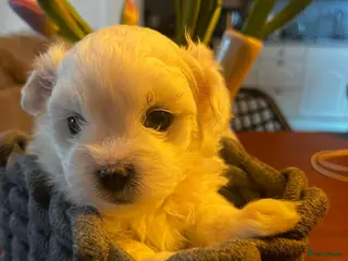 Maltezer honden Mini malzeter - Advertentie 5