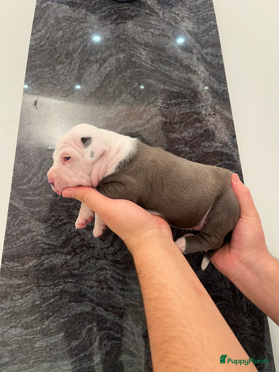 American Staffordshire Terriër honden te koop: Amerikaanse Stafford Pups - Advertentie 4