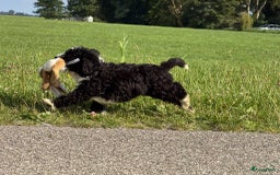 Spaanse Waterhond honden te koop: Spaanse Waterhond pups - Afbeelding 33