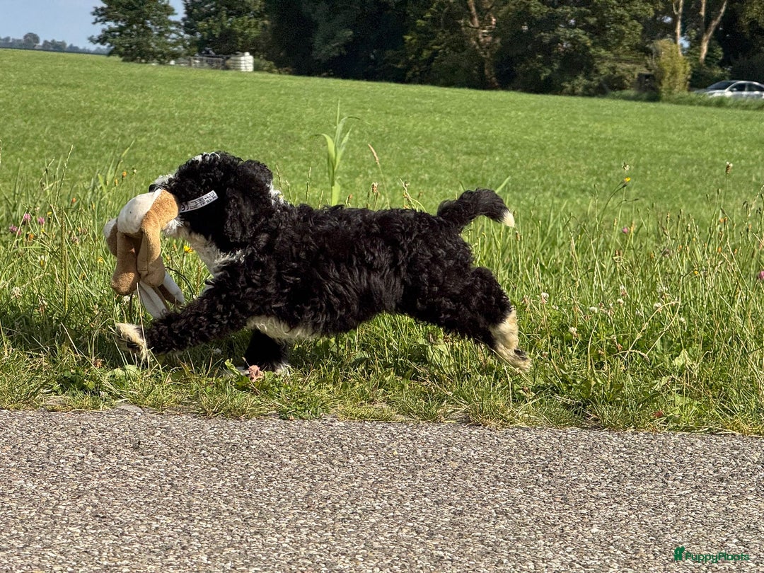 Spaanse Waterhond honden te koop: Spaanse Waterhond pups - Afbeelding 33