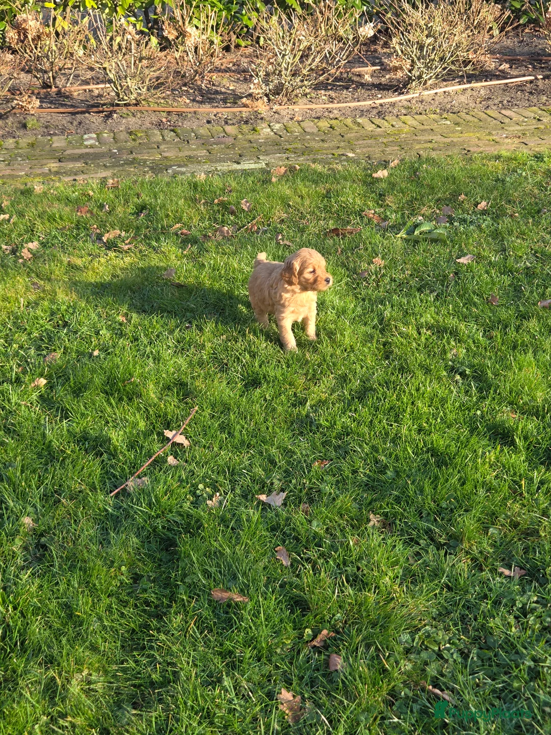 Kruising honden te koop: Labradoodle x Goldendoodle pups - Advertentie 30