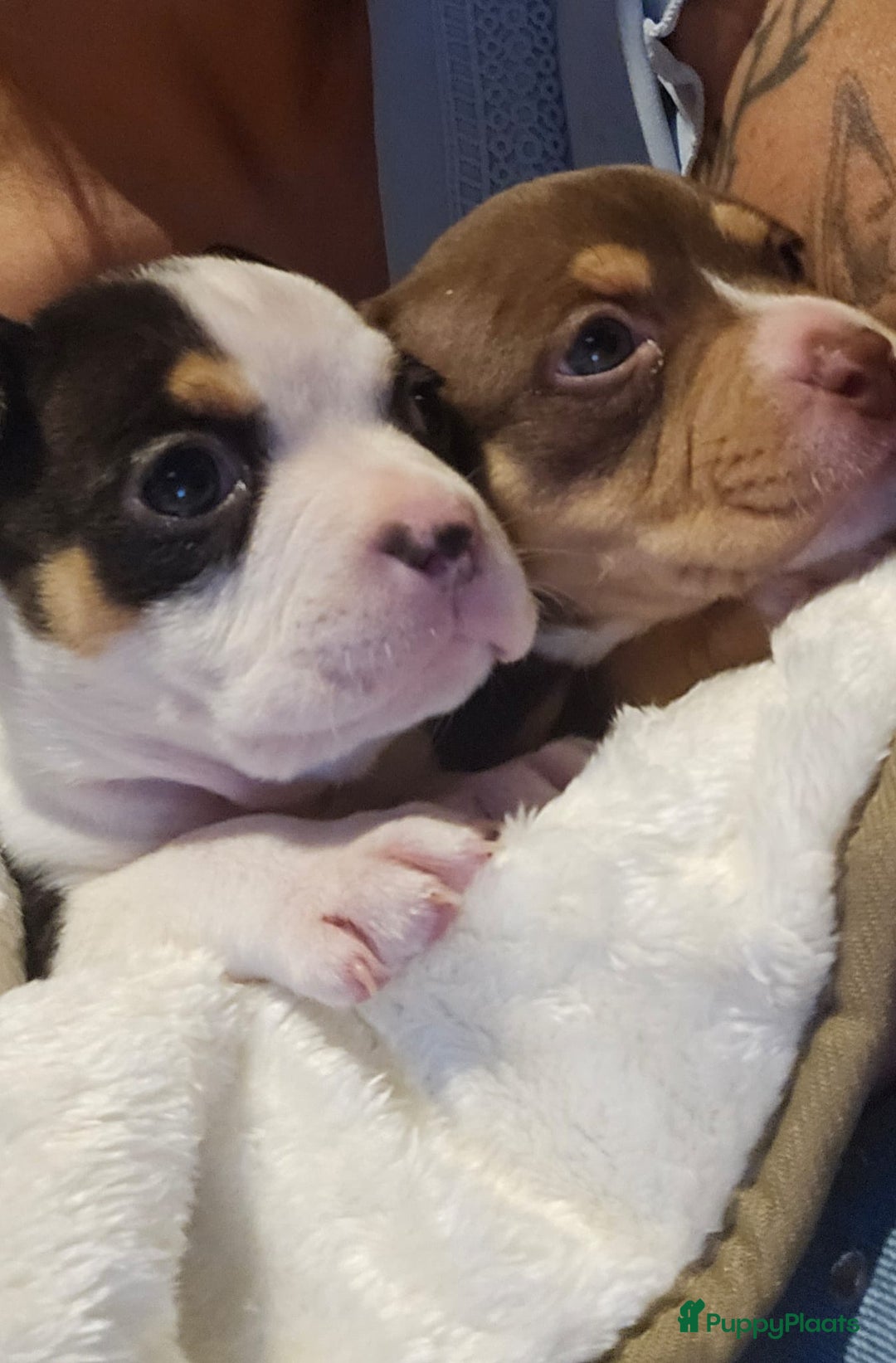 Amerikaanse Bully honden te koop: Pocket bullys met abkc stamboom  - Advertentie 3