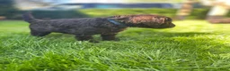 Australian Labradoodle honden te koop: Labradoodle pups - Advertentie 25