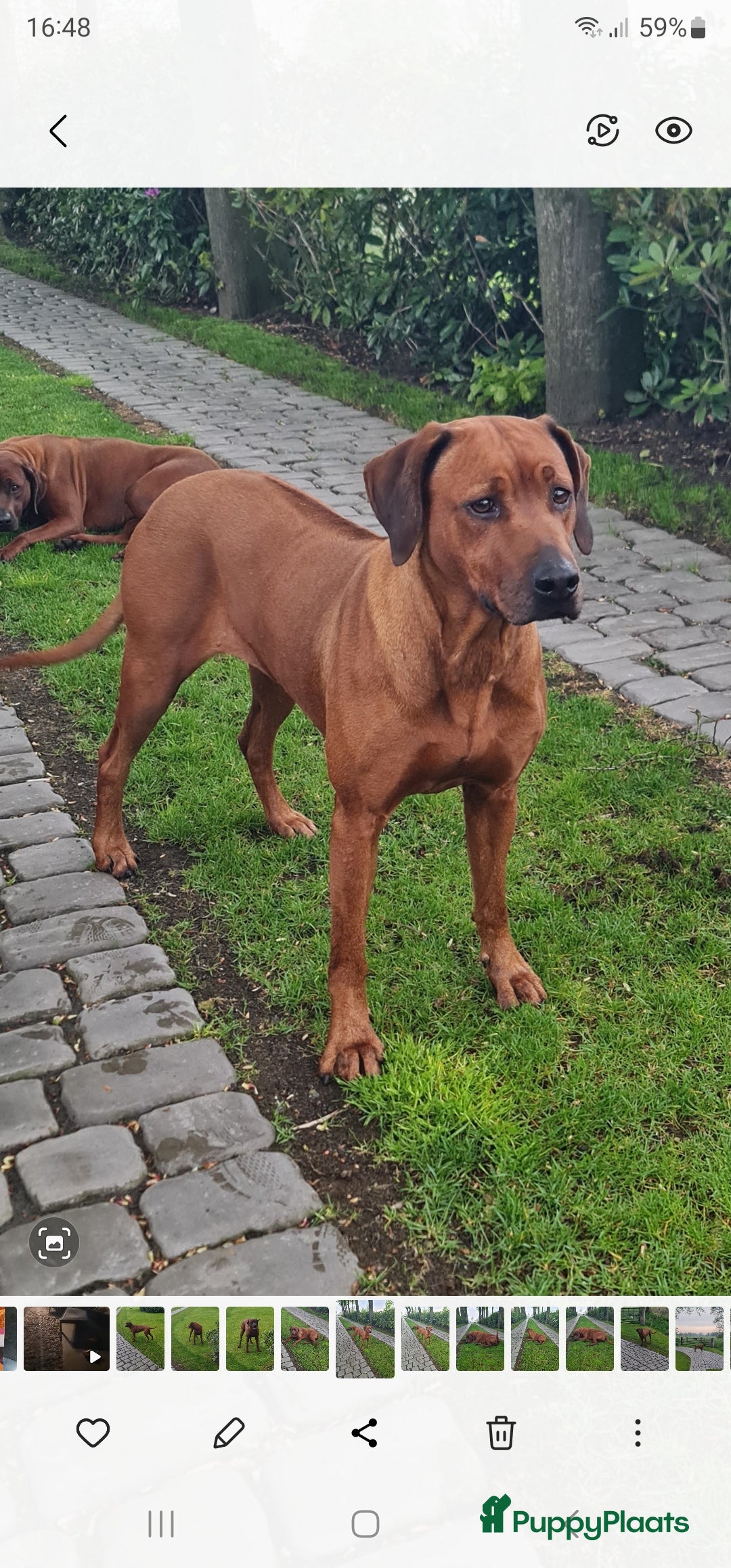 Rhodesian Ridgeback honden te koop: Rhodesian Ridgeback pups  - Advertentie 21