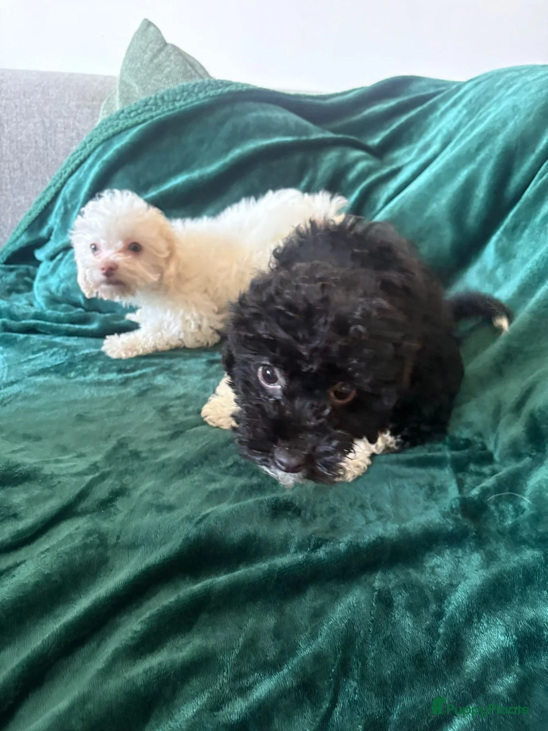 Poedel Toy honden te koop: Toypoedel zusjes toy poedel - Advertentie 14