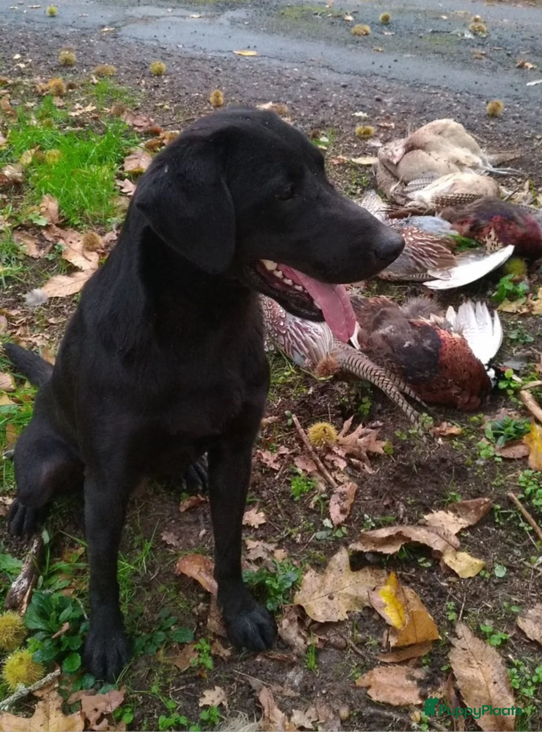 Labrador Retriever honden te koop: Field trial labrador pups  - Advertentie 6