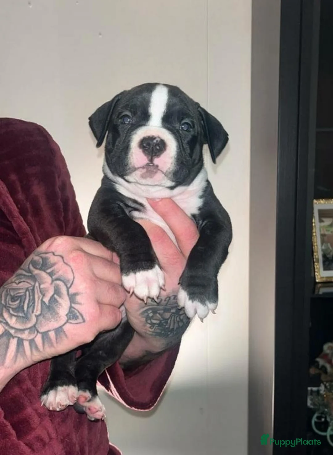 Amerikaanse Bully honden te koop: American bully pocket pups 8 week oud - Advertentie 4