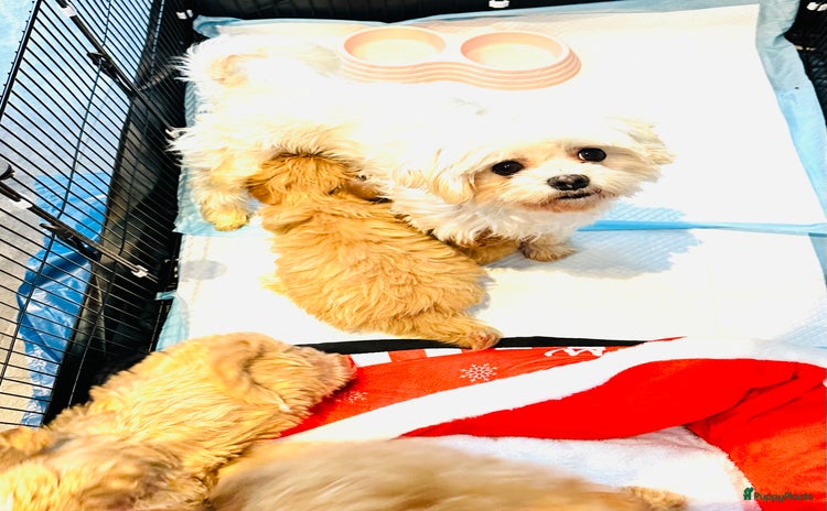 Maltipoo honden - Advertentie 9