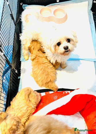 Maltipoo honden - Advertentie 2