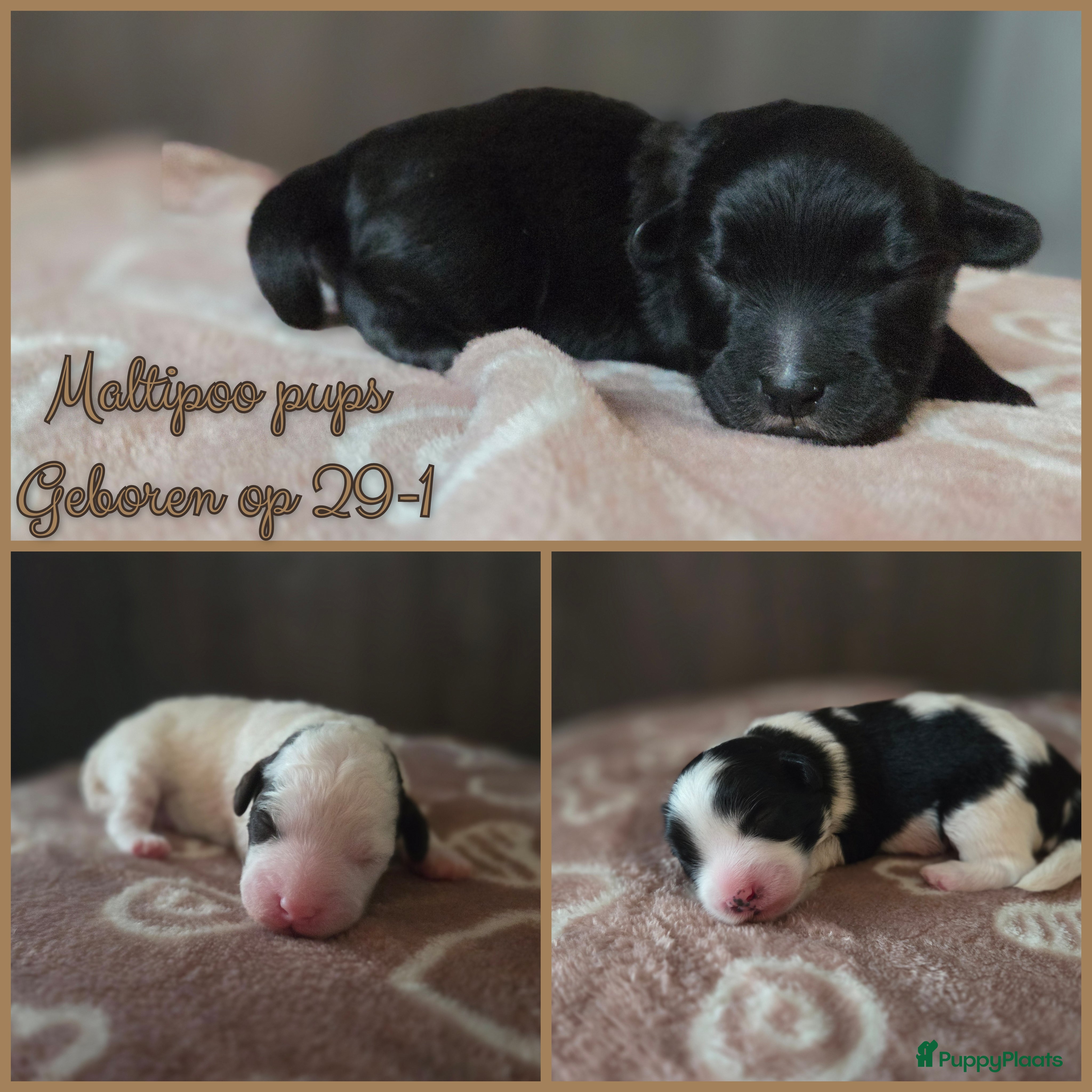 Maltipoo honden Prachtige Maltipoo pups - Huiskamernestje - Advertentie 1