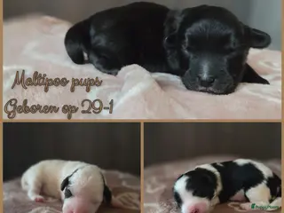 Maltipoo honden Prachtige Maltipoo pups - Huiskamernestje - Advertentie 1