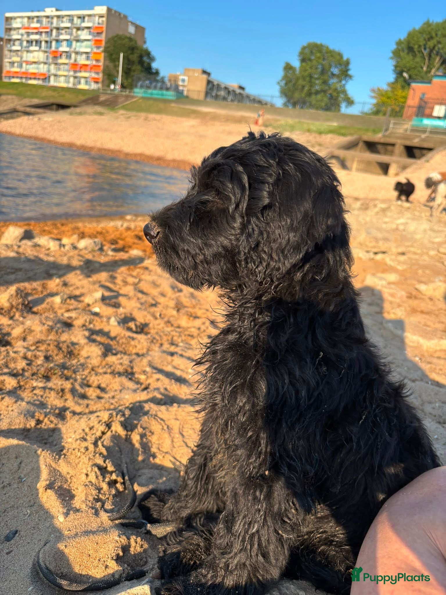 Labradoodle honden Labradoodle X Australian Goldendoodle / double   - Advertentie 1