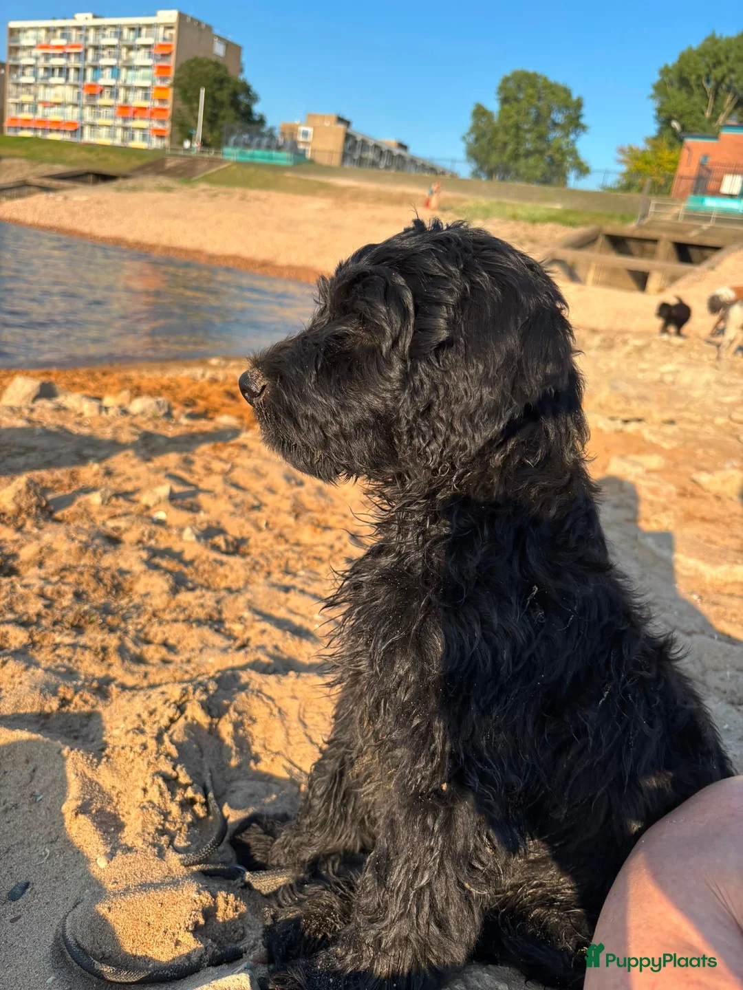 Labradoodle honden te koop: Labradoodle X Australian Goldendoodle / double   - Advertentie 1