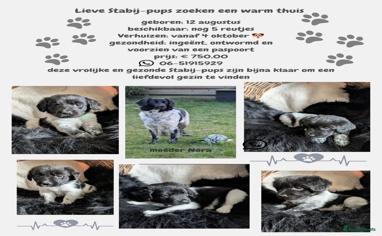 Friese Stabij honden - Advertentie 3