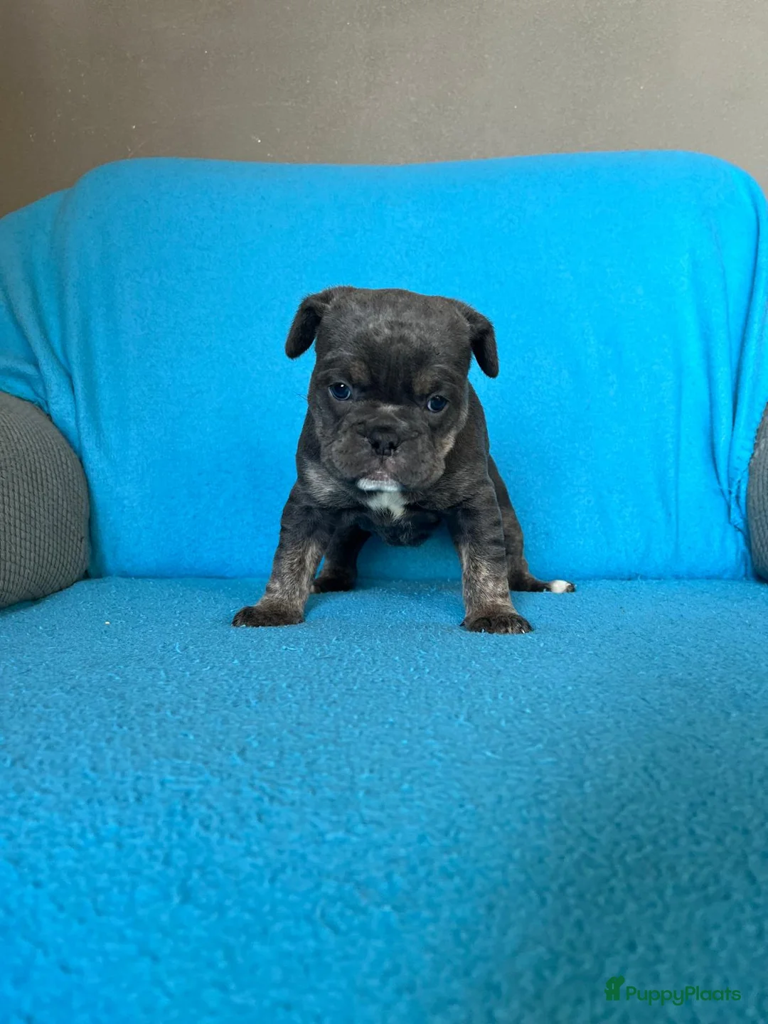 Old English Bulldog honden te koop: Super lieve Old English Bulldog pups - Advertentie 7