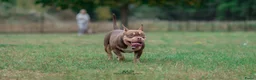 Amerikaanse Bully honden te koop: American Bully pocket pups verwacht  - Advertentie 31