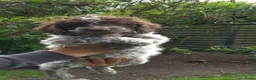 Lagotto Romagnolo honden te koop: Italiaanse waterpuppy's - Advertentie 11