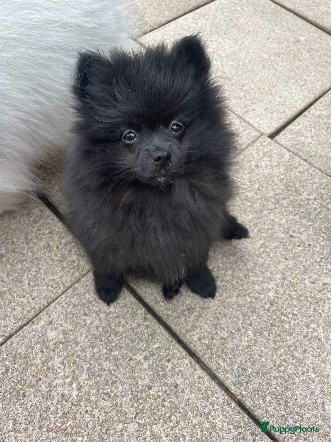 Pomeriaan honden te koop:  2 Prachtige pomeriaan/dwergkees pups. in Enkhuizen - Afbeelding 6