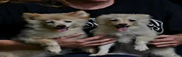 Kruising honden te koop: 6 Prachtige BooPom’s, 4 meiden🎀 2 jongens🧢 - Advertentie 5