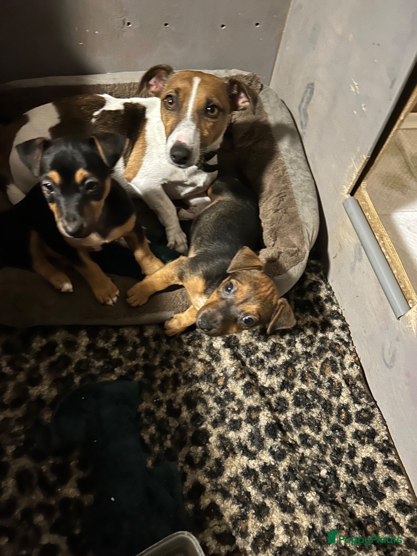 Jack Russel Terriër honden Lieve Choco tan reu puppy - Advertentie 14