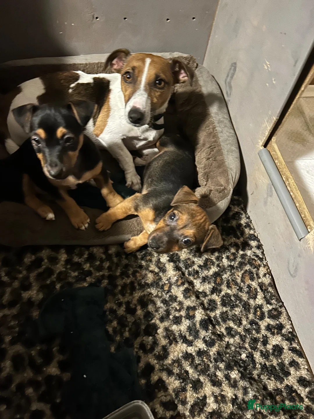 Jack Russel Terriër honden te koop: Lieve Choco tan reu puppy - Advertentie 1