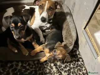 Jack Russel Terriër honden Lieve Choco tan reu puppy - Advertentie 14