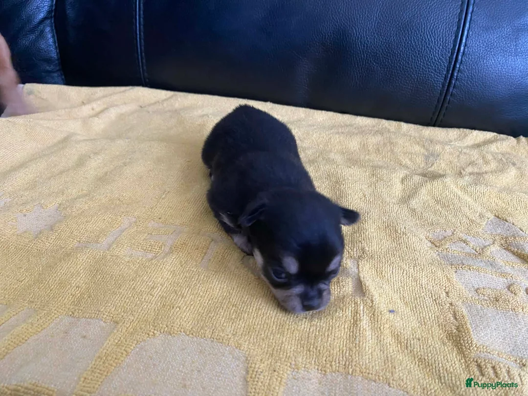 Chihuahua honden te koop: Knappe chihuahua pups - Advertentie 3
