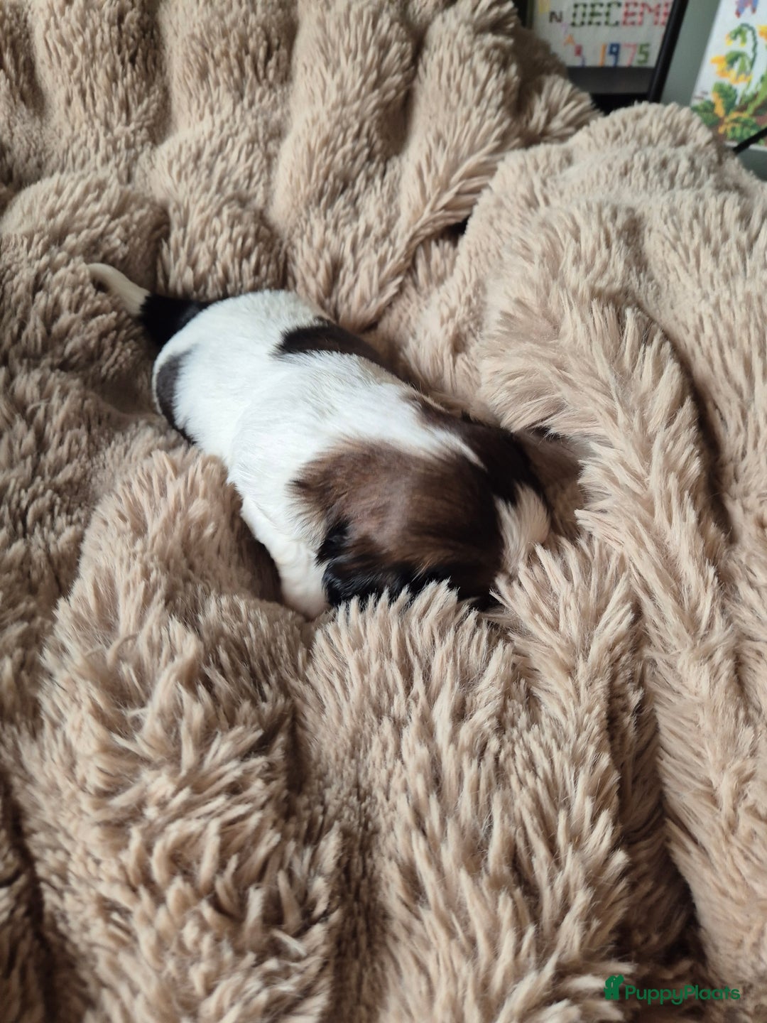 Shih Tzu honden te koop: Shih tzu pups  in Espel - Afbeelding 8
