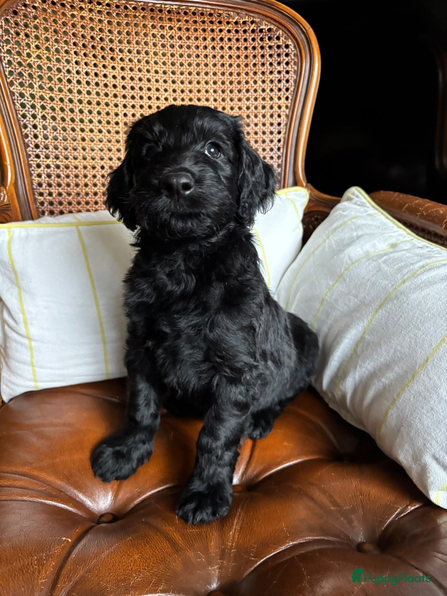 Labradoodle honden Labradoodle / 'Dubbel Doodle' pups geboren! - Advertentie 2