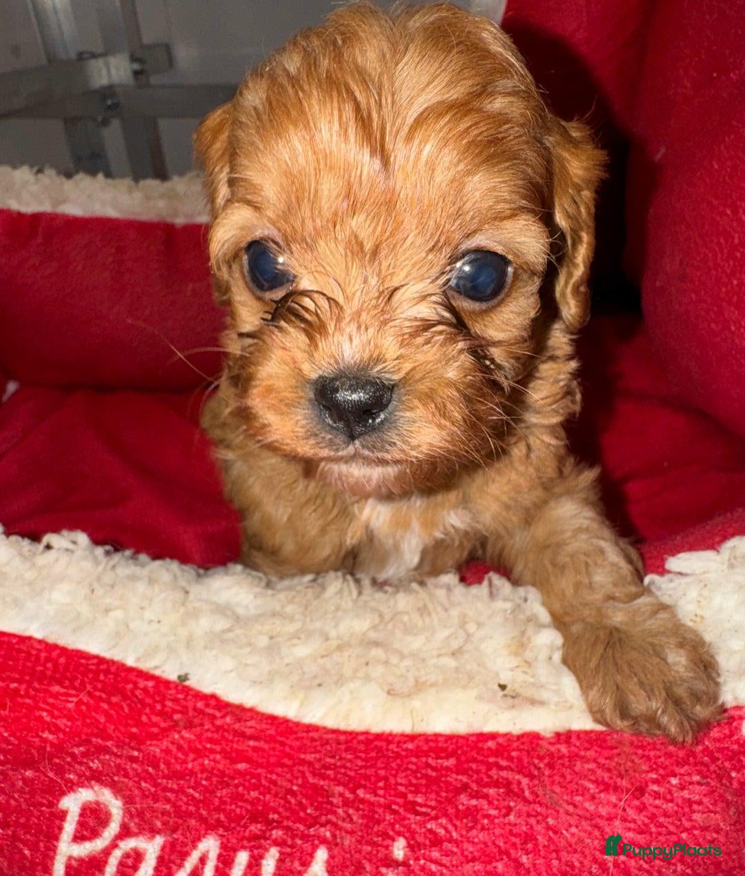 Cavapoo honden te koop: Schattige Cavapoo Puppy’s Klaar - Advertentie 9