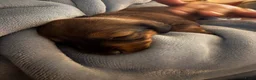 Kruising honden te koop: Teckel pups  - Advertentie 3