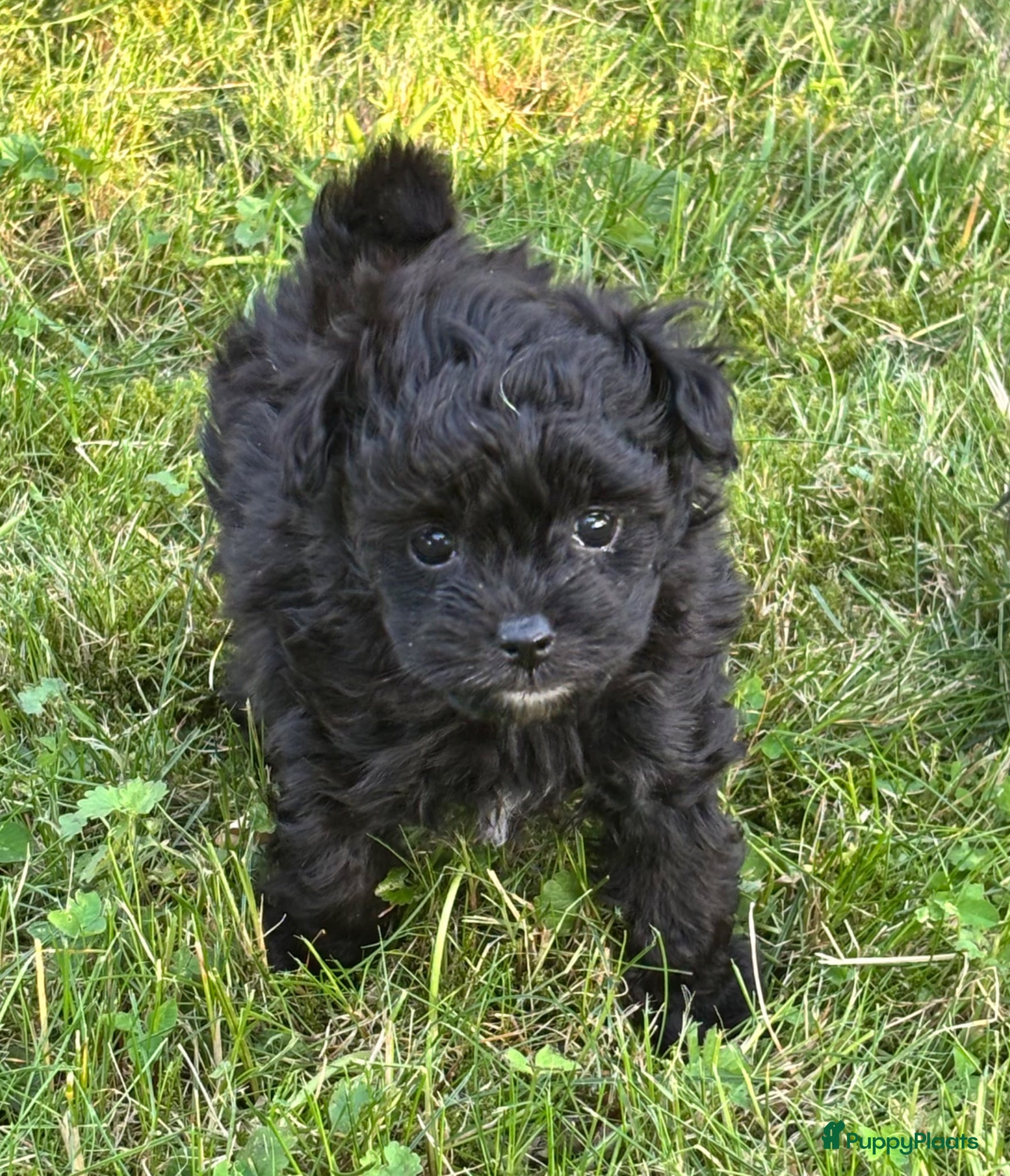 Kruising honden te koop: Pomapoo pups uit geteste ouders - Advertentie 1