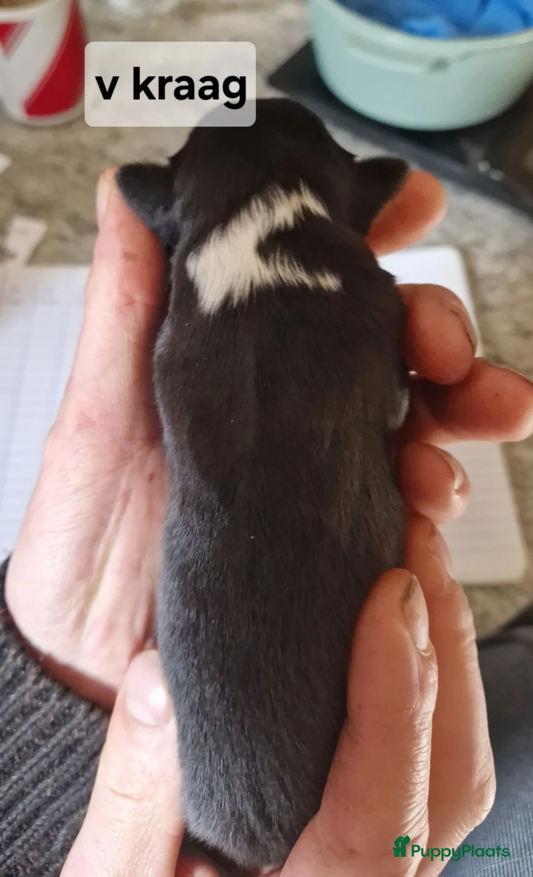 Border Collie honden te koop: Border collie pups - Advertentie 7