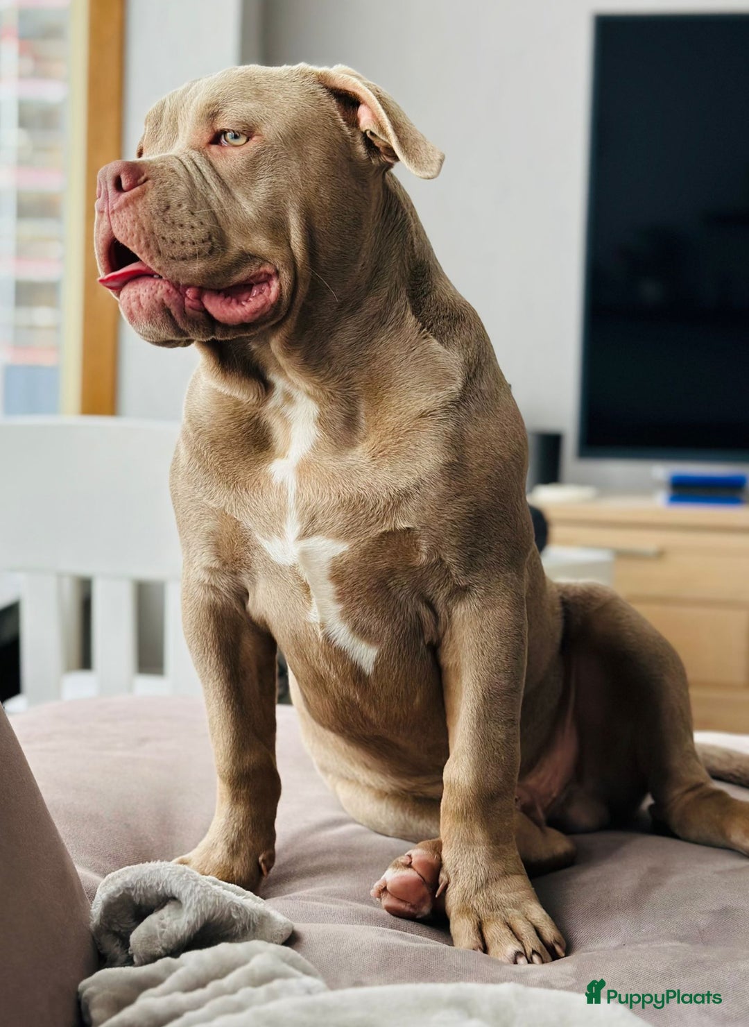 Amerikaanse Bully honden te koop: Aankondiging American Pocket Bully 🐾 - Advertentie 3