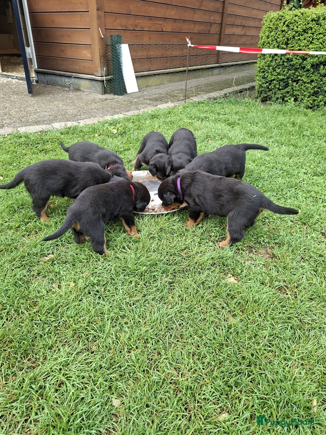Rottweiler honden te koop: Raszuivere rottweiler pups te koop  - Afbeelding 10