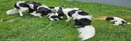 Friese Stabij honden te koop: Prachtige Friese Stabij pups (teefjes) in Readtsjerk - Advertentie 11