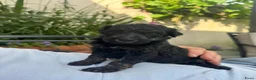 Australian Labradoodle honden te koop: 3 Aussi Labradoodle Pups, incl. karakter test   - Advertentie 17