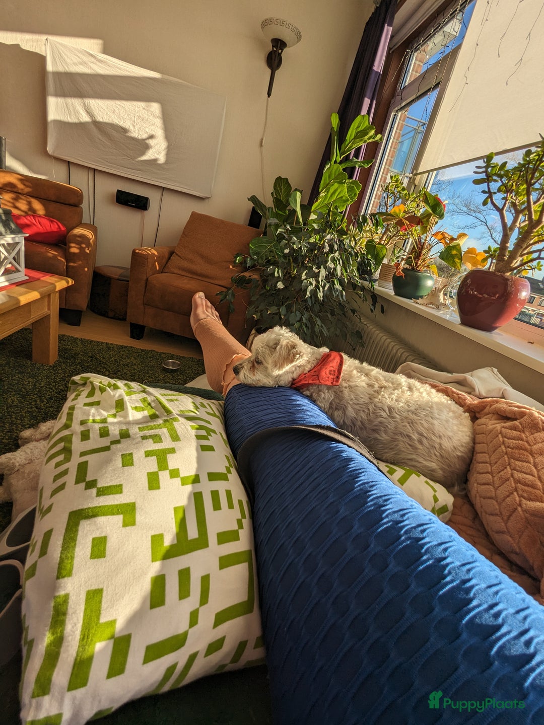 Maltipoo honden te koop: Maltipoo F1b worden rond kerst geboren 🥰 !  - Advertentie 12