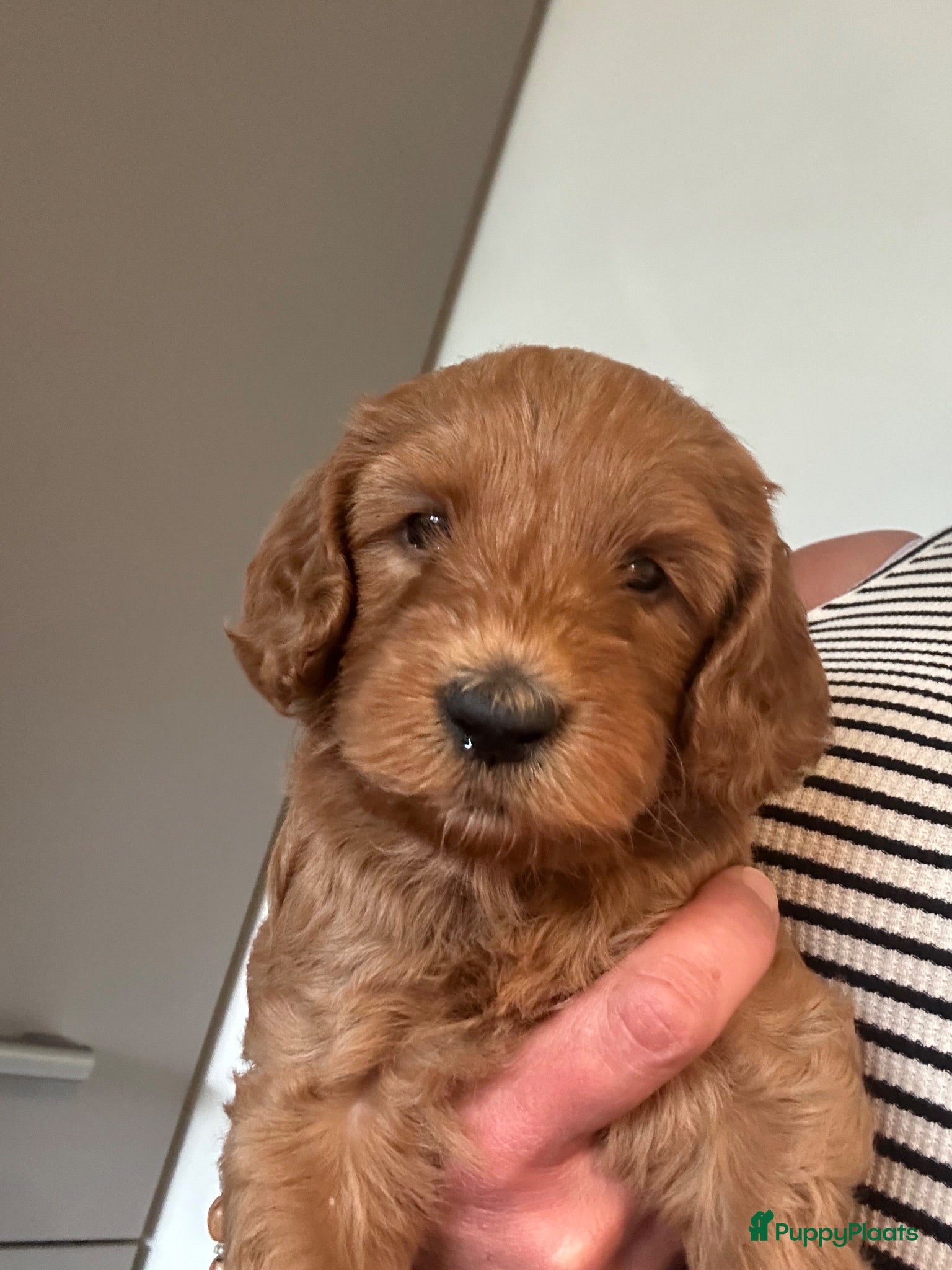 Australian Labradoodle honden Prachtige Australian labradoodle pups  - Advertentie 1