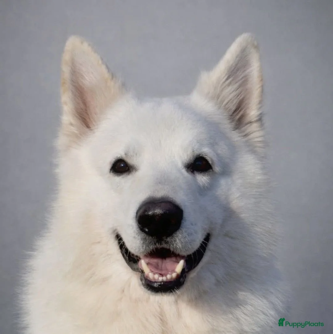 Kruising honden te koop: Nestaankondiging zwitserse witte herder outcross  - Advertentie 10