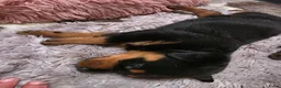 Rottweiler honden te koop: Prachtig mooie Rotweiler pups te koop! - Advertentie 12