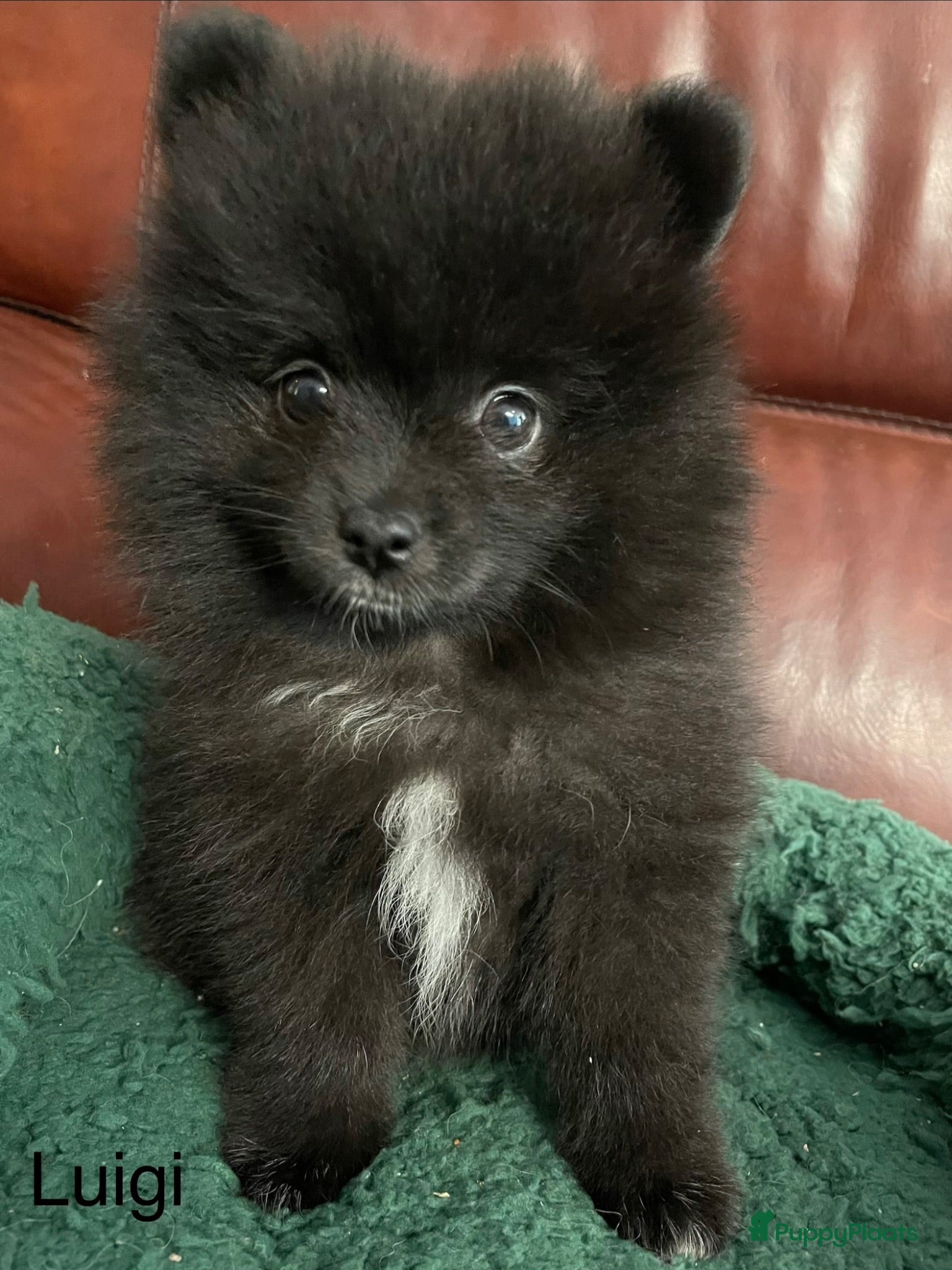 Pomeriaan honden 4 Prachtige Pomeriaan/dwergkees pups.🩵🩷 - Advertentie 4