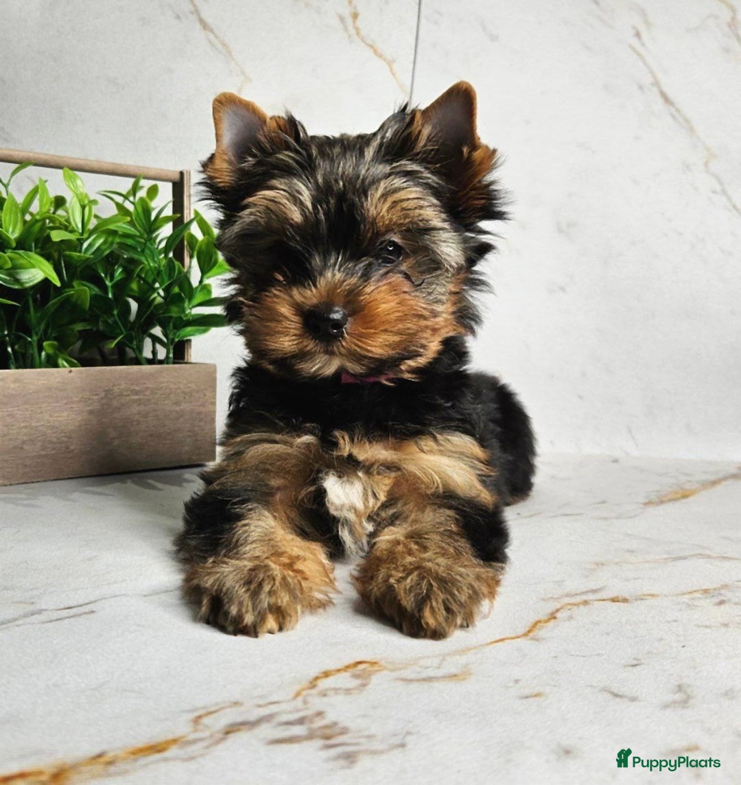 Yorkshire Terriër honden te koop: Yorkshire Terrier puppy’s - Advertentie 3