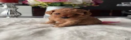 Poedel Toy honden te koop: Poedel toy 2 teef red Braun en red  - Advertentie 3