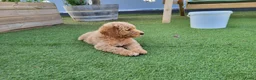 Labradoodle honden te koop: Labradoodle pups te koop! - Advertentie 4